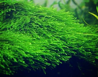 BUY 2 GET 1 FREE Java Moss Vesicularia Dubyana Live Aquarium Plants