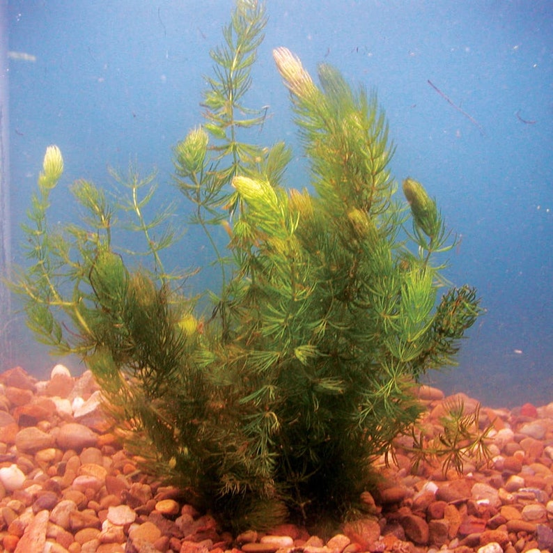 BUY 2 GET 1 FREE Hornwort Coontail Live Aquarium Plants image 7