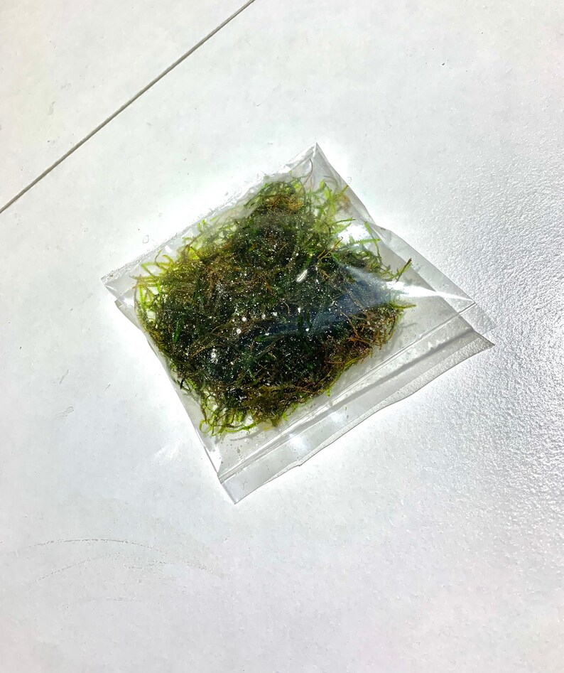 Java Moss Vesicularia Dubyana 3 Pack Live Aquarium Plants image 3