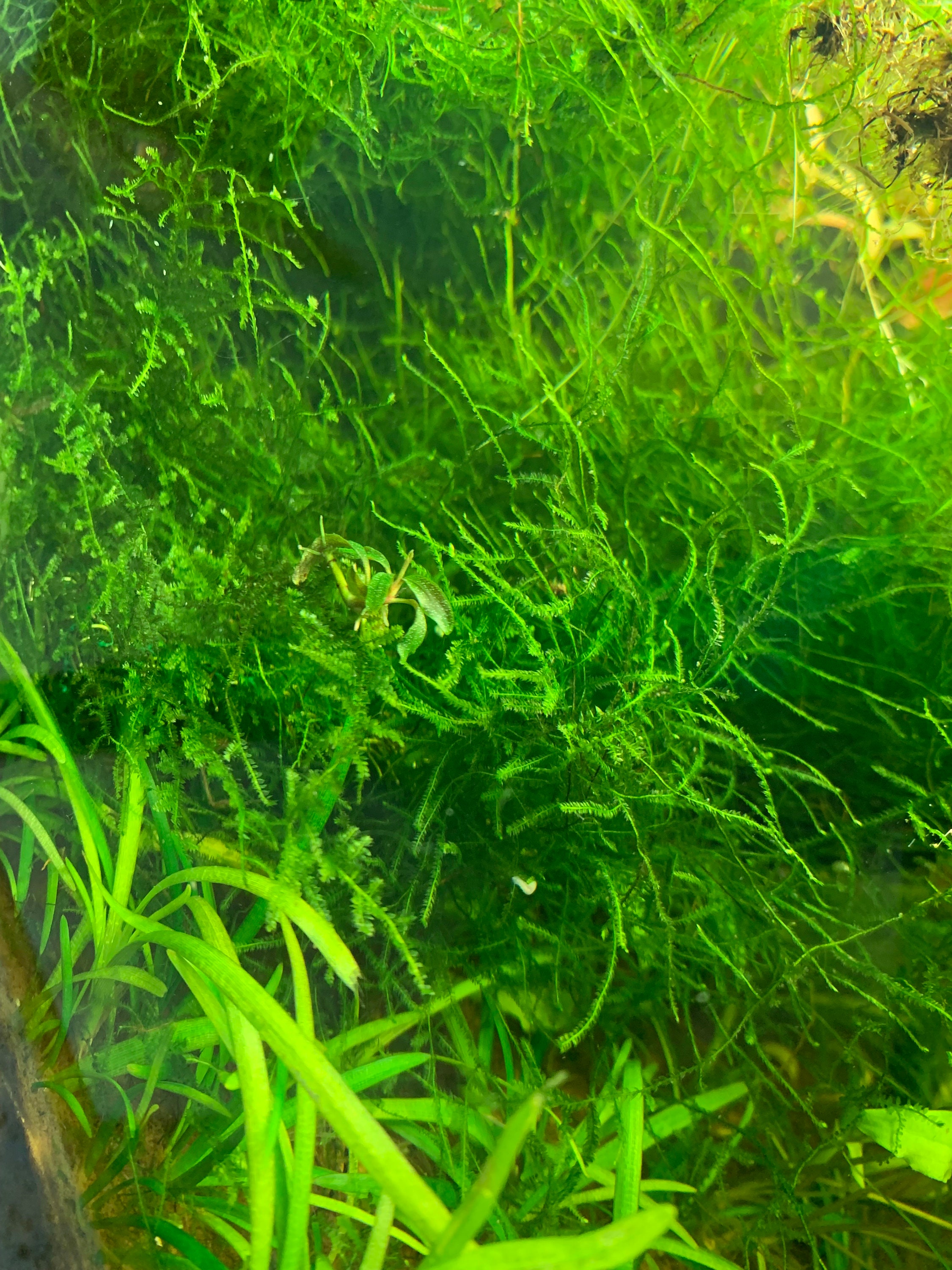 Java Moss - Easy Live Fresh Water Aquarium Plants 
