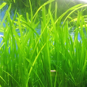 BUY 2 GET 1 FREE 5x Jungle Vallisneria Live Aquarium Plants Jungle Val Eel Grass Aquatic Plant