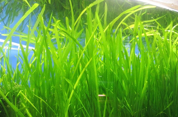 Aquarium Grass Seeds small Cow Hair Grass Aquarium Plant 