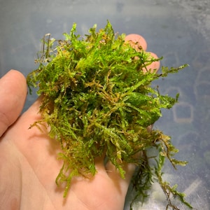 BUY 2 GET 1 FREE Christmas Moss Vesicularia Montagnei Easy Live Aquarium Plants Xmas Moss afbeelding 7