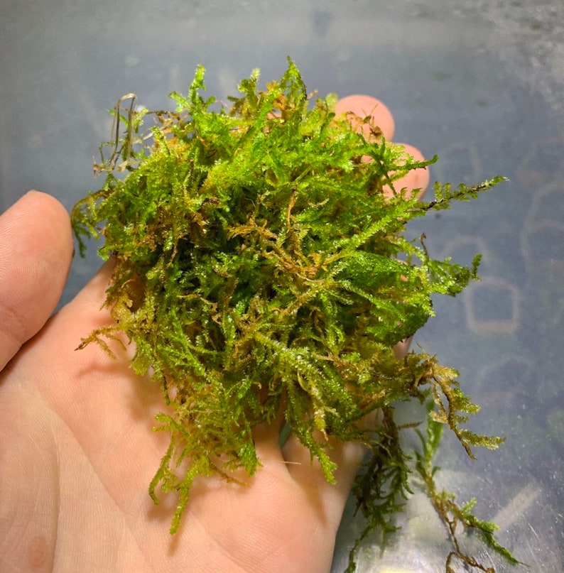 BUY 2 GET 1 FREE Christmas Moss Vesicularia Montagnei Easy Live Aquarium Plants Xmas Moss afbeelding 7