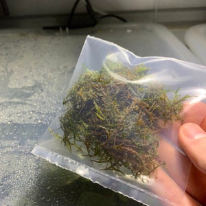 BUY 2 GET 1 FREE Christmas Moss Vesicularia Montagnei Easy Live Aquarium Plants Xmas Moss afbeelding 6