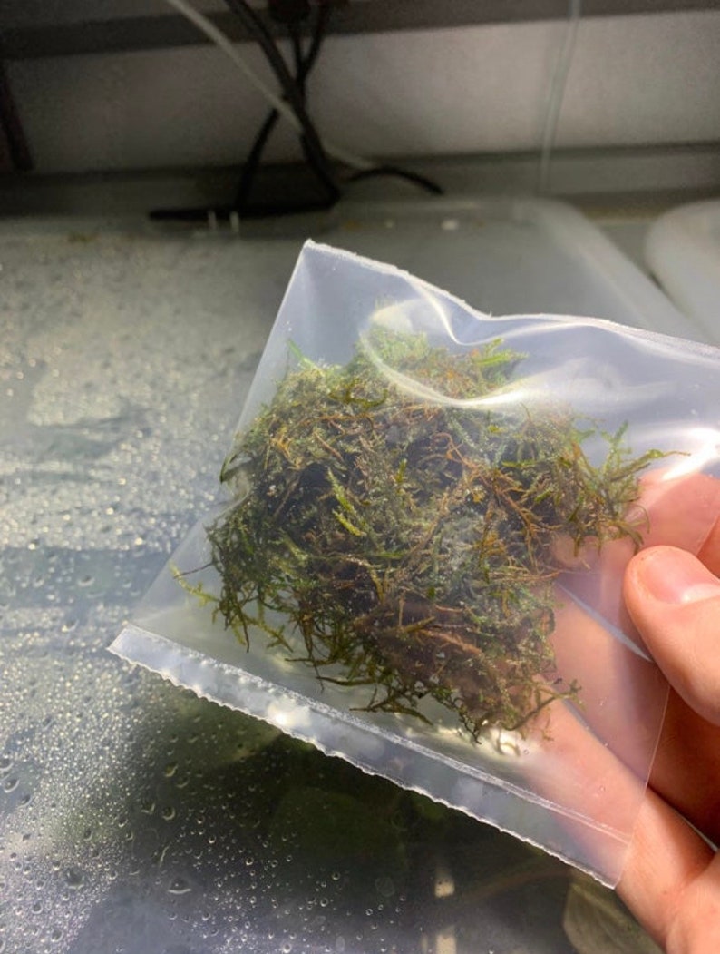 BUY 2 GET 1 FREE Christmas Moss Vesicularia Montagnei Easy Live Aquarium Plants Xmas Moss afbeelding 6