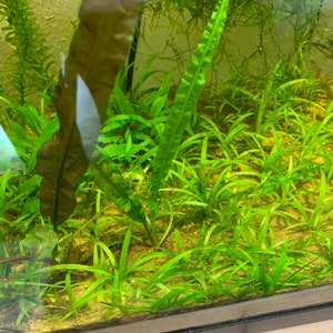 15x Dwarf Sagittaria Subulata Dwarf Sag Live Aquarium Plants Aquatic Carpet Plant image 10