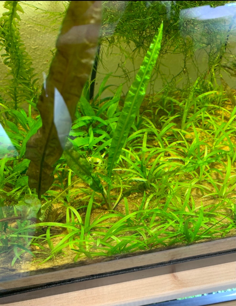 15x Dwarf Sagittaria Subulata Dwarf Sag Live Aquarium Plants Aquatic Carpet Plant image 10