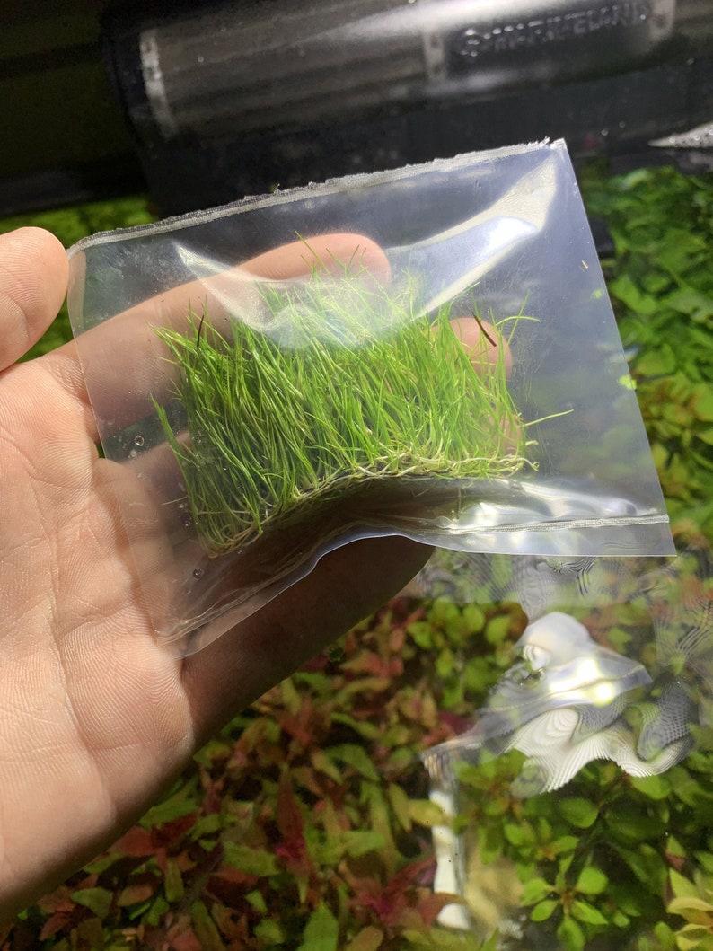 May include: A clear plastic bag filled with a clump of green aquatic plants. The plants are densely packed together and have a bright green color.