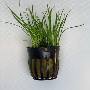 May include: A small potted plant with long, thin, green leaves. The plant is in a black plastic pot with a brown mesh liner.
