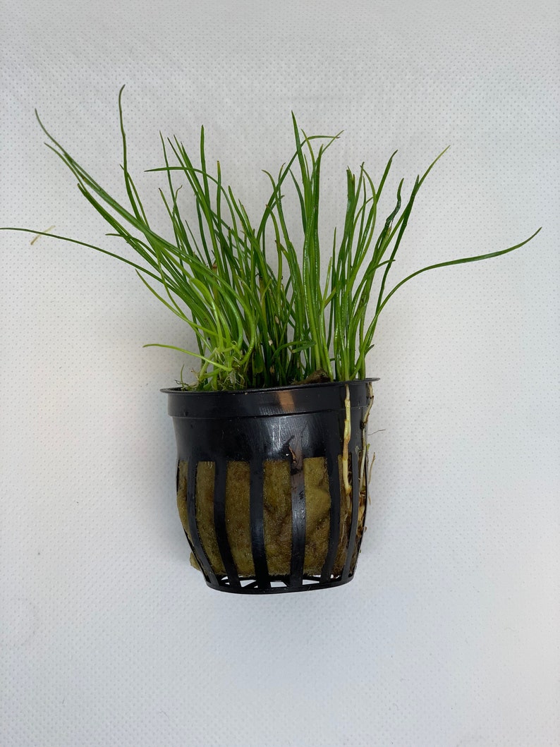 May include: A small potted plant with long, thin, green leaves. The plant is in a black plastic pot with a brown mesh liner.