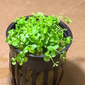 May include: A small green plant with round leaves growing in a black plastic pot with a grid pattern. The plant is in a small pot with a grid pattern.