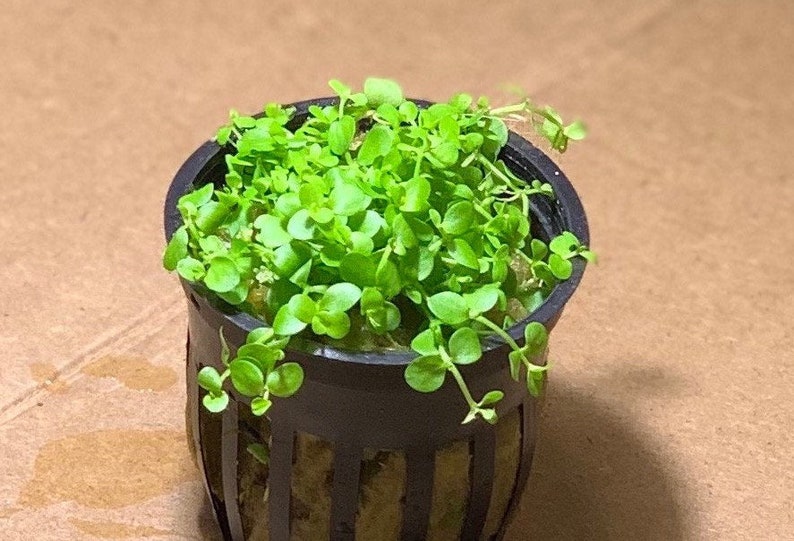 May include: A small green plant with round leaves growing in a black plastic pot with a grid pattern. The plant is in a small pot with a grid pattern.