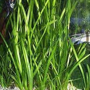 BUY 2 GET 1 FREE 5x Jungle Val Aquarium Plants Jungle Vallisneria Live Aquarium Plants Freshwater Aquatic Plants image 8