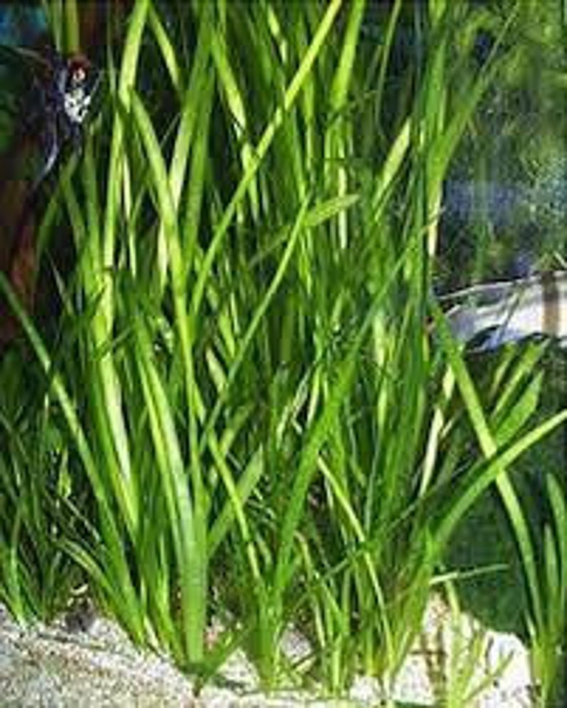 BUY 2 GET 1 FREE 5x Jungle Val Aquarium Plants Jungle Vallisneria Live Aquarium Plants Freshwater Aquatic Plants image 8