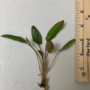 BUY 2 GET 1 FREE Cryptocoryne Wendtii Crypt Wendtii Red Live Aquarium Plants bild 7