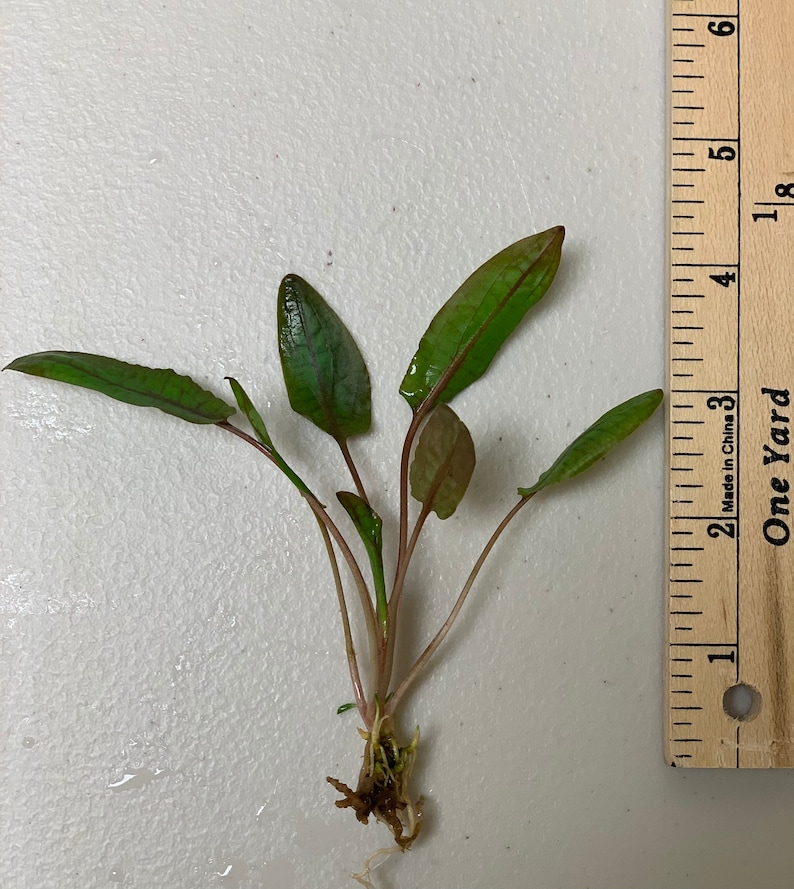BUY 2 GET 1 FREE Cryptocoryne Wendtii Crypt Wendtii Red Live Aquarium Plants bild 7