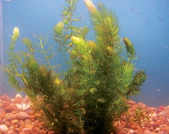 BUY 2 GET 1 FREE Hornwort Coontail Live Aquarium Plants