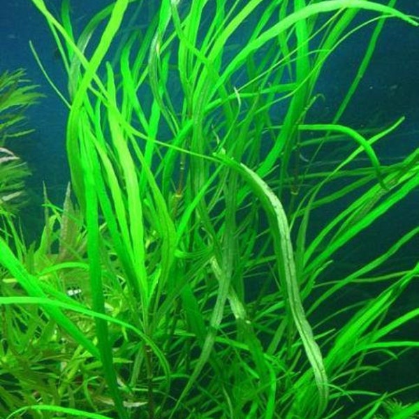 BUY 2 GET 1 FREE Hygrophila Angustifolia Hygrophila Temple live Aquarium plants