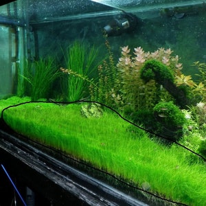 May include: A close-up of a planted aquarium with a lush carpet of green grass-like plants in the foreground. The background features a variety of other aquatic plants, including red and green varieties.