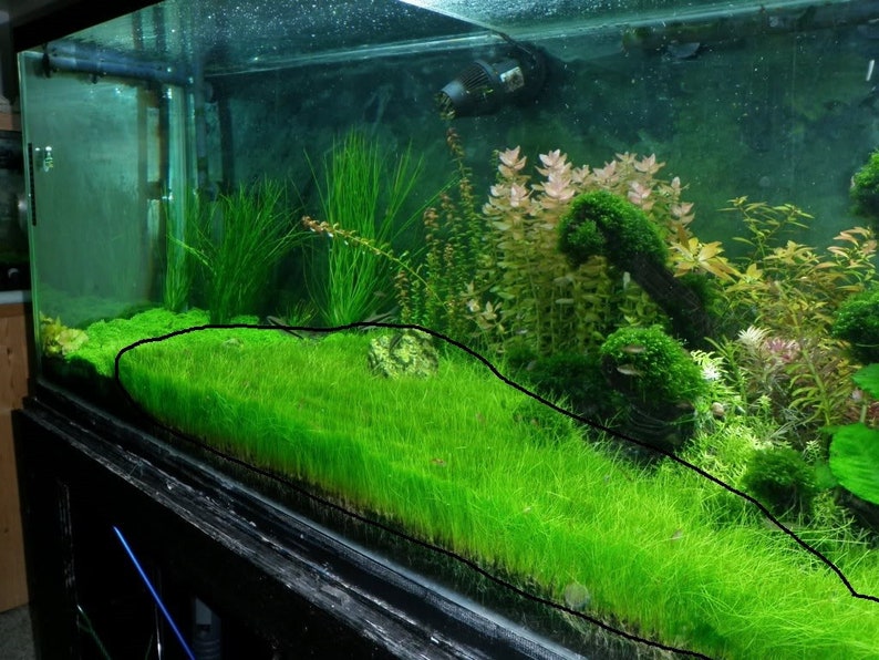 May include: A close-up of a planted aquarium with a lush carpet of green grass-like plants in the foreground. The background features a variety of other aquatic plants, including red and green varieties.