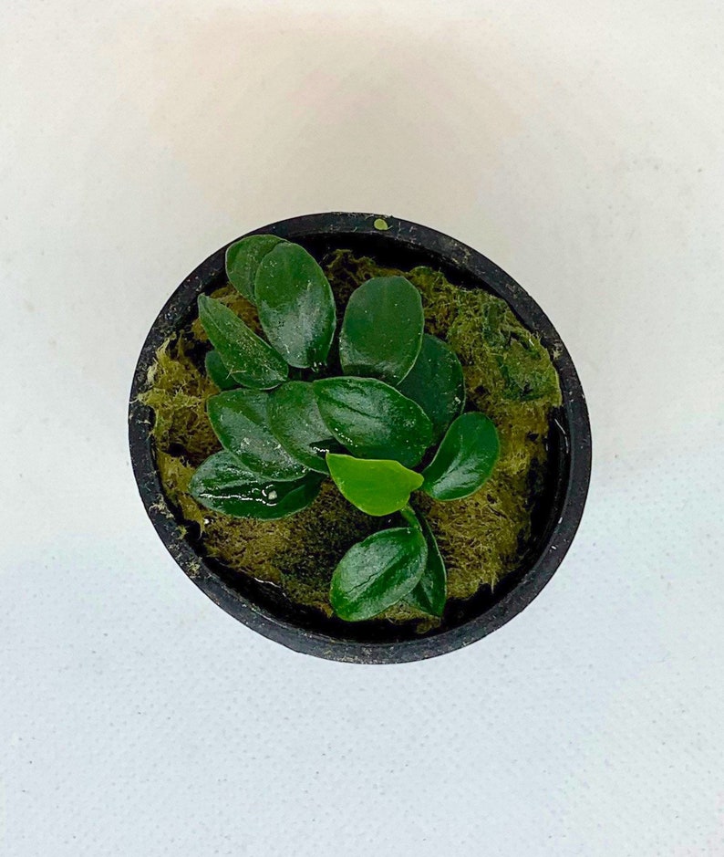 5 Anubias Nana Petite Pots Easy Live Aquarium Plants image 4