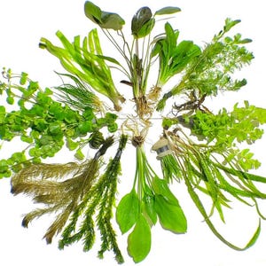 May include: A collection of various live aquatic plants arranged in a circular pattern. The assortment includes diverse green foliage, ranging from broad, smooth leaves to fine, feathery stems and long, ribbon-like blades, all featuring visible roots.