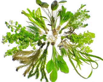 Live Freshwater Aquarium Plant Bundle – 7 Assorted Species, Easy Care, Buy 2 Get 1 Free