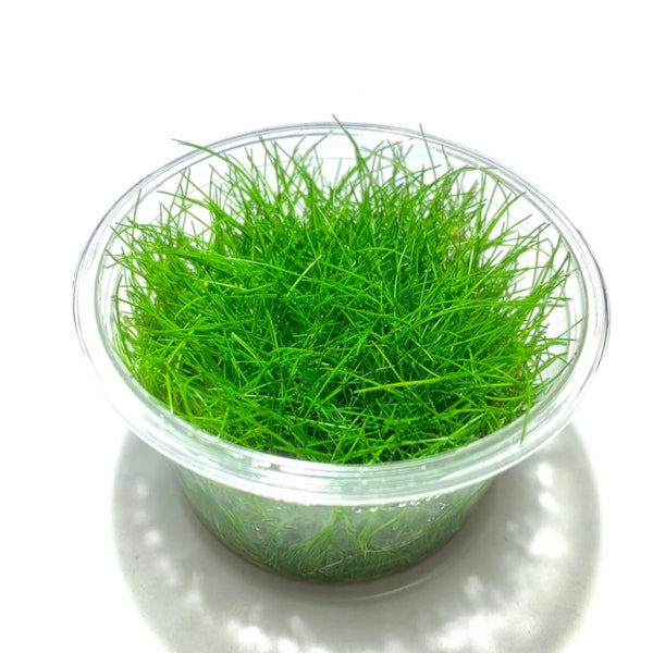 3x Dwarf Hair Grass Tissue Culture Cup Eleocharis Parvula Live Aquarium Plants