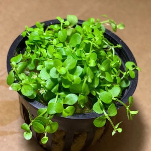May include: A small pot of green foliage with small, round leaves. The plant is growing in a black plastic pot with a grid pattern.