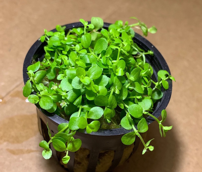 May include: A small pot of green foliage with small, round leaves. The plant is growing in a black plastic pot with a grid pattern.