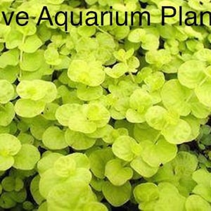 BUY 2 GET 1 FREE Golden Lloydiella Golden Creeping Jenny Live Aquarium Plants