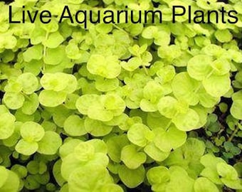 BUY 2 GET 1 FREE Golden Lloydiella Golden Creeping Jenny Live Aquarium Plants
