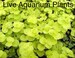 BUY 2 GET 1 FREE Golden Lloydiella Golden Creeping Jenny Live Aquarium Plants