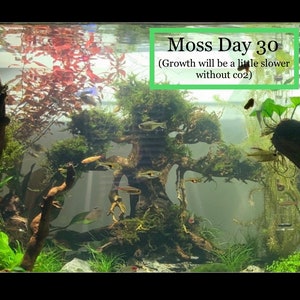 BUY 2 GET 1 FREE Java Moss Vesicularia Dubyana Live Aquarium Plants image 6