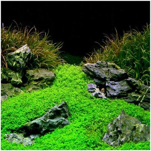 May include: A close-up of a green carpet of aquatic plants in a fish tank. The plants are growing in a lush, green carpet, with rocks and gravel scattered throughout. The background is dark, creating a dramatic contrast with the bright green of the plants.