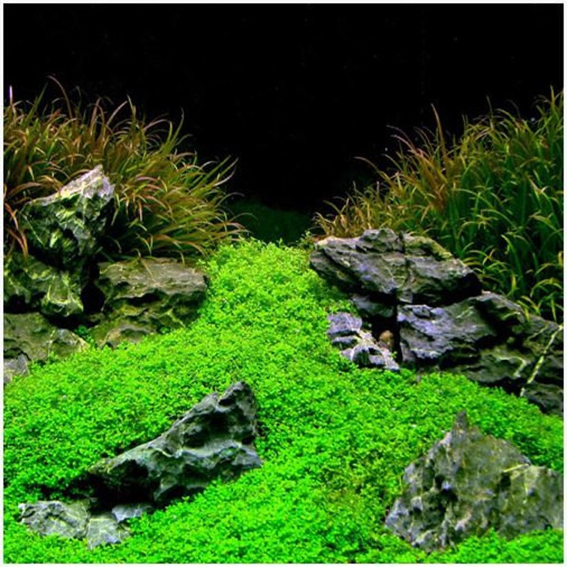 May include: A close-up of a green carpet of aquatic plants in a fish tank. The plants are growing in a lush, green carpet, with rocks and gravel scattered throughout. The background is dark, creating a dramatic contrast with the bright green of the plants.