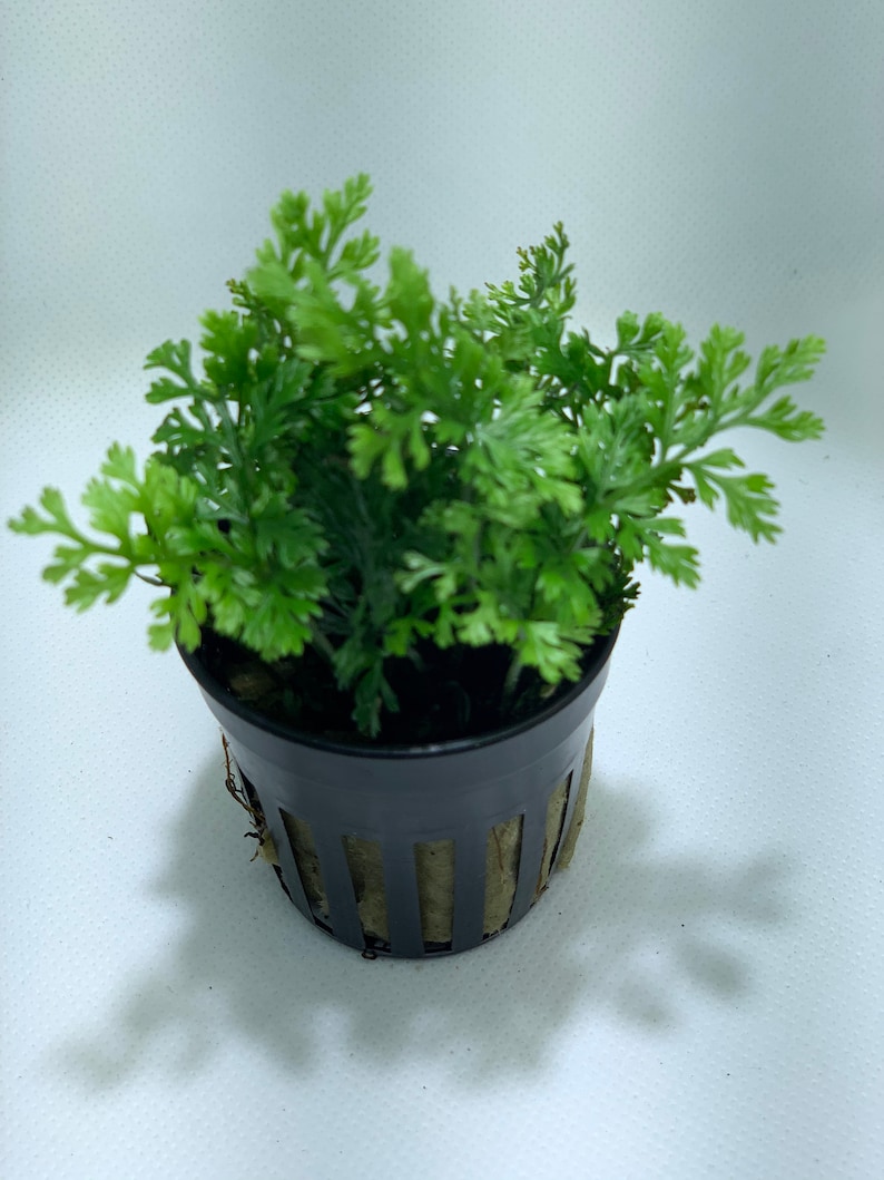 BUY 2 GET 1 FREE Mini Bolbitis Bolbitis Heudelotii Live Aquarium Plants Aquatic Plants image 4