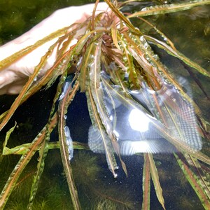 May include: A close-up of a bunch of green and brown aquatic plants in a clear water tank. The plants have long, thin leaves and are submerged in the water.