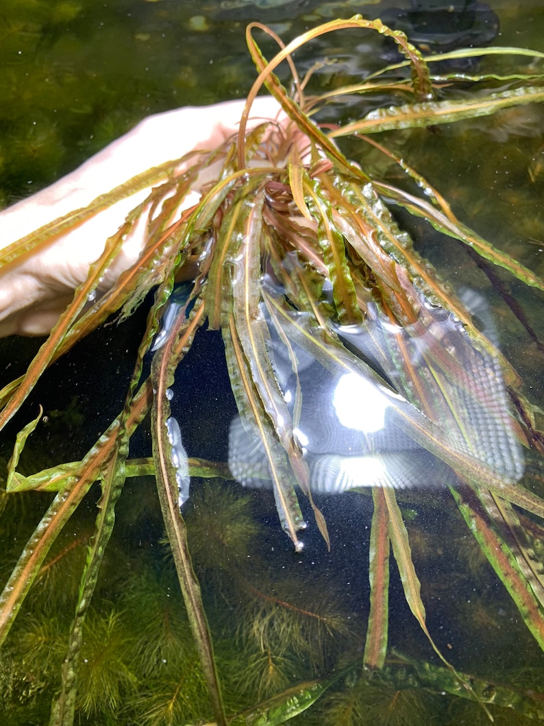 May include: A close-up of a bunch of green and brown aquatic plants in a clear water tank. The plants have long, thin leaves and are submerged in the water.