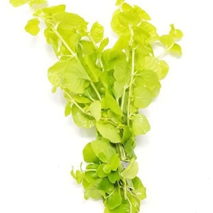 BUY 2 GET 1 FREE Golden Lloydiella Golden Creeping Jenny Live Aquarium Plants