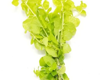 BUY 2 GET 1 FREE Golden Lloydiella Golden Creeping Jenny Live Aquarium Plants
