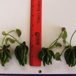 BUY 2 GET 1 FREE Banana Plant Nymphoides Aquatica Easy Live Aquarium Plant image 3