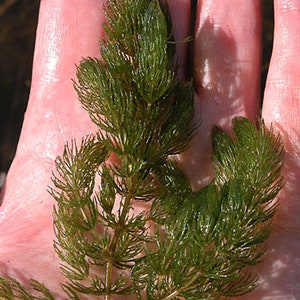 BUY 2 GET 1 FREE Hornwort Coontail Live Aquarium Plants image 10