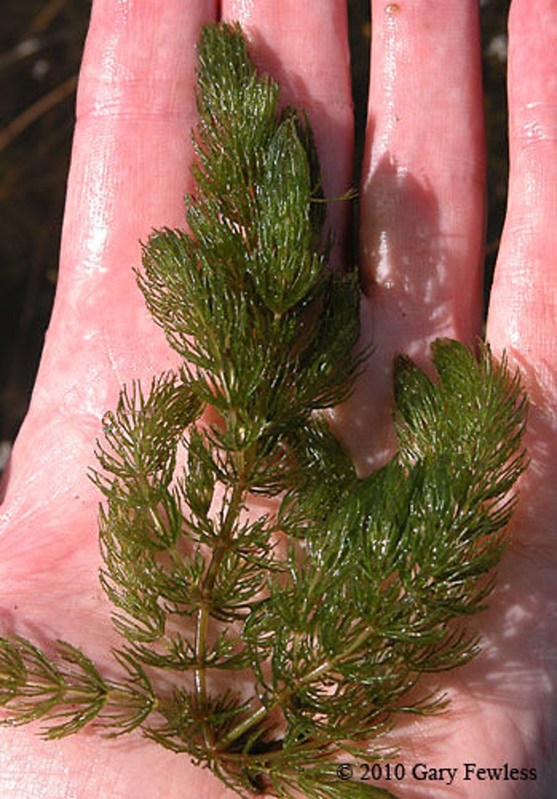 BUY 2 GET 1 FREE Hornwort Coontail Live Aquarium Plants image 10