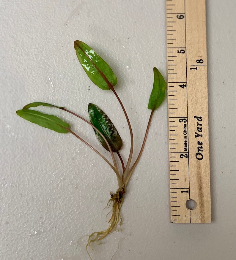 BUY 2 GET 1 FREE Cryptocoryne Wendtii Crypt Wendtii Red Live Aquarium Plants bild 6