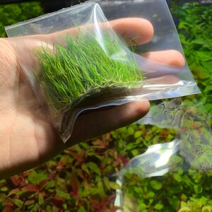 3x Dwarf Hair Grass Eleocharis Acicularis Live Aquarium Plants image 3