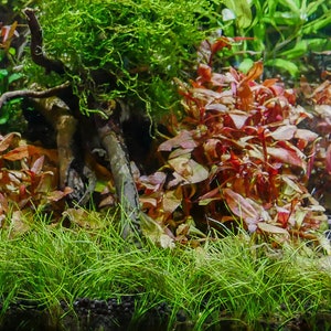 May include: A close-up of a planted aquarium with a variety of green and red plants. The plants are growing in a layer of gravel and there is a piece of driftwood in the background.