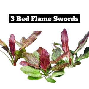 3x Red Flame Sword Echinodorus Red Flame Echinodorus Schlueteri Live Aquarium Plants Aquatic Plants image 8