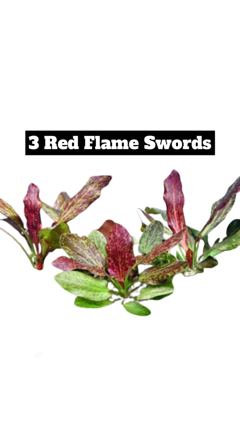 3x Red Flame Sword Echinodorus Red Flame Echinodorus Schlueteri Live Aquarium Plants Aquatic Plants image 8